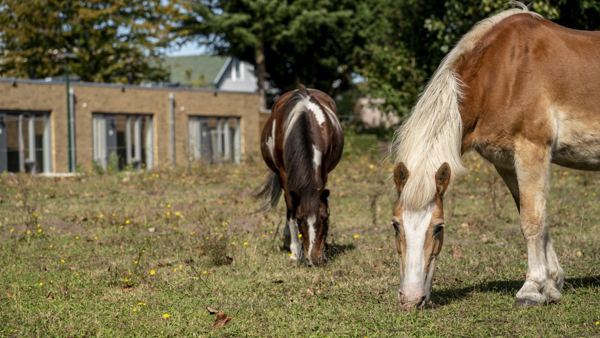 Heijmans Huismerk Dongen woonwijk met paarden.jpg