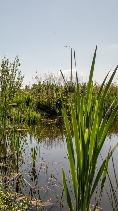 Heijmans Hessenpoort Zwolle groen bedrijventerrein natuur water