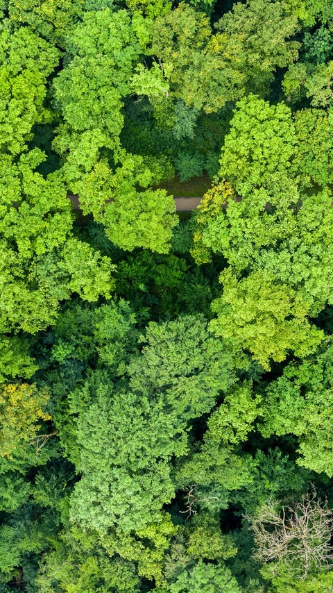 duurzaam fsc hout