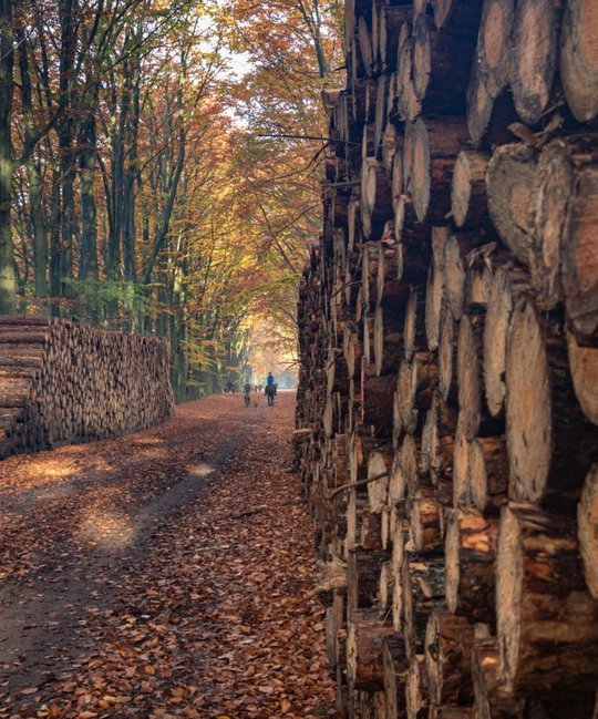 Nederlands bos in de herfst
