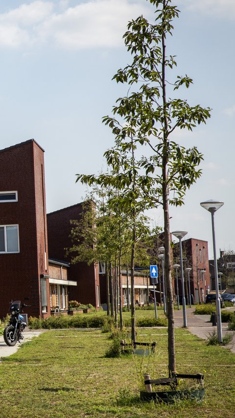 Woonwijk Heijmans Huismerk in Venlo.jpg