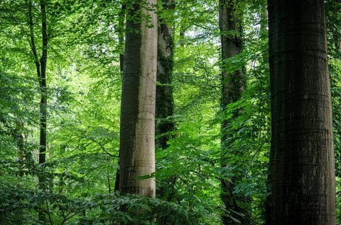 Houtbouw FSC hout Heijmans verduurzamen 11.jpg