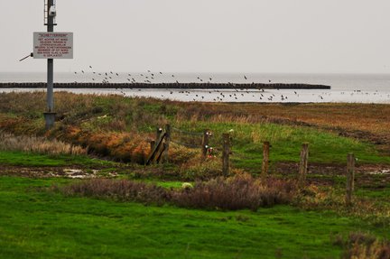 Lauwersmeerdijk Groningen vogels natuurgebied zee