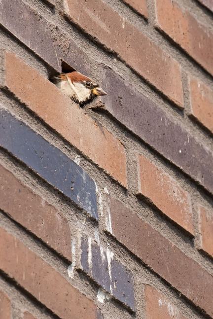Ecologische verrijking