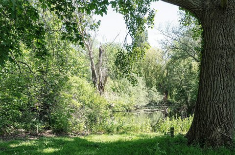 Heijmans_ParkVijfsluizen_natuurinclusief_biodiversiteit_boom.jpg