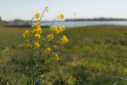 Parkhoven, Meerstad