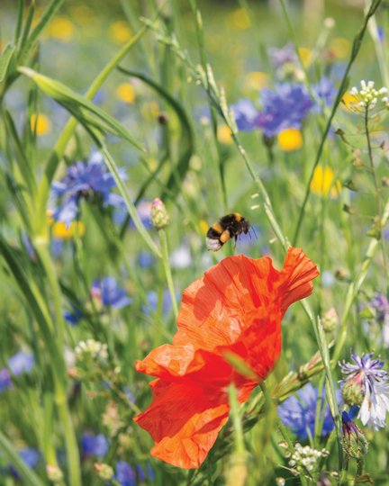 Bloemen
