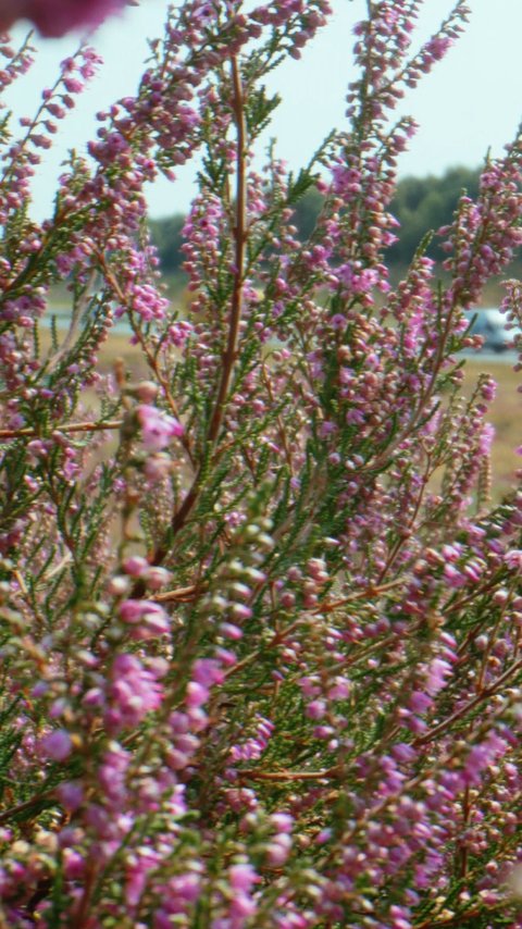 Bloemen en planten in de berm van een weg.