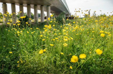 Natuur duurzaamheid Heijmans ambities energie materialen ruimte Rosmalen.jpg