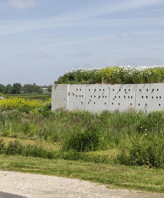 hoe_staat_het_met_westergouwe_natuur_lokwand_zwaluwen.jpg