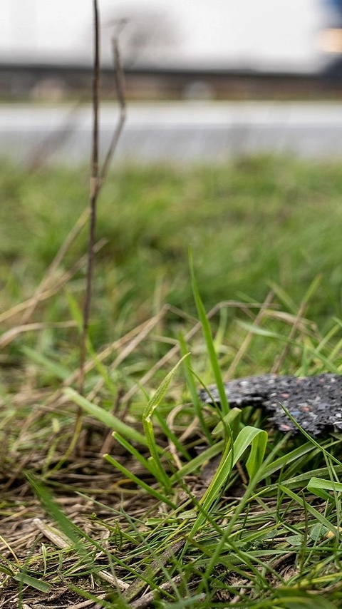 Bermvervuiling microplastics