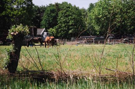 Weegbree, Drachten