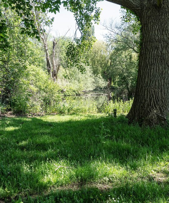 Heijmans_ParkVijfsluizen_natuurinclusief_biodiversiteit_boom.jpg