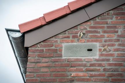 ZOwonen, Geleen