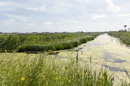 hoe_staat_het_met_westergouwe_natuur_23.jpg