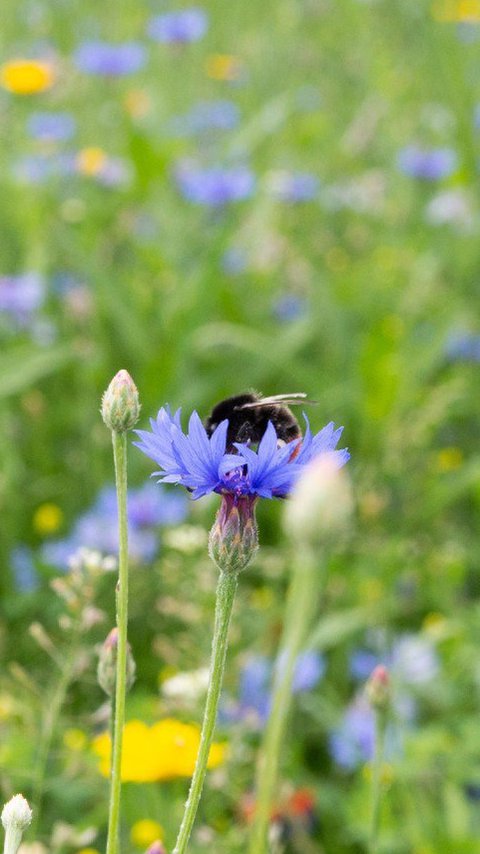 ThePollinators-Bloei-2.jpg