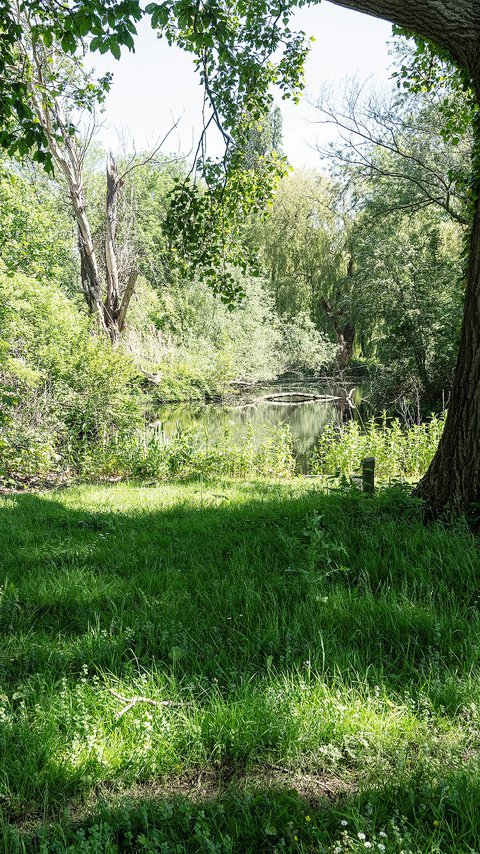 Heijmans_ParkVijfsluizen_natuurinclusief_biodiversiteit_boom.jpg