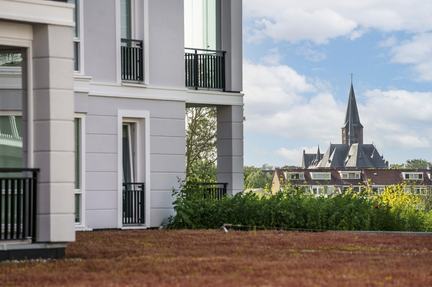 Duineveld, Noordwijk aan Zee