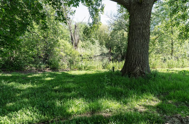 Heijmans_ParkVijfsluizen_natuurinclusief_biodiversiteit_boom.jpg