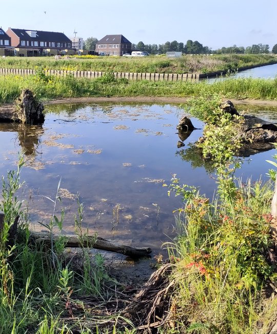 Rugstreeppaddenpoel Parijsch Culemborg