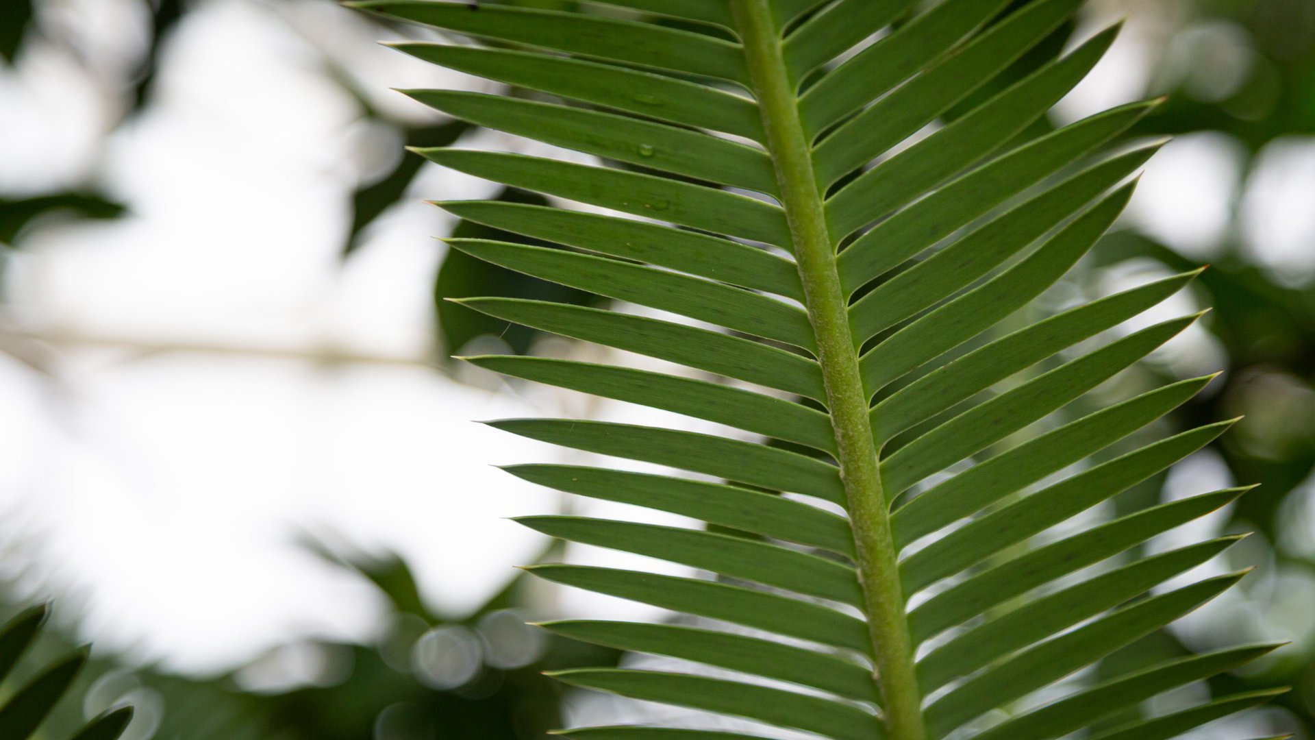 heijmans_harwil_de_jonge_andy_van_den_dobbelsteen_klimaatadaptatie_palm.jpg