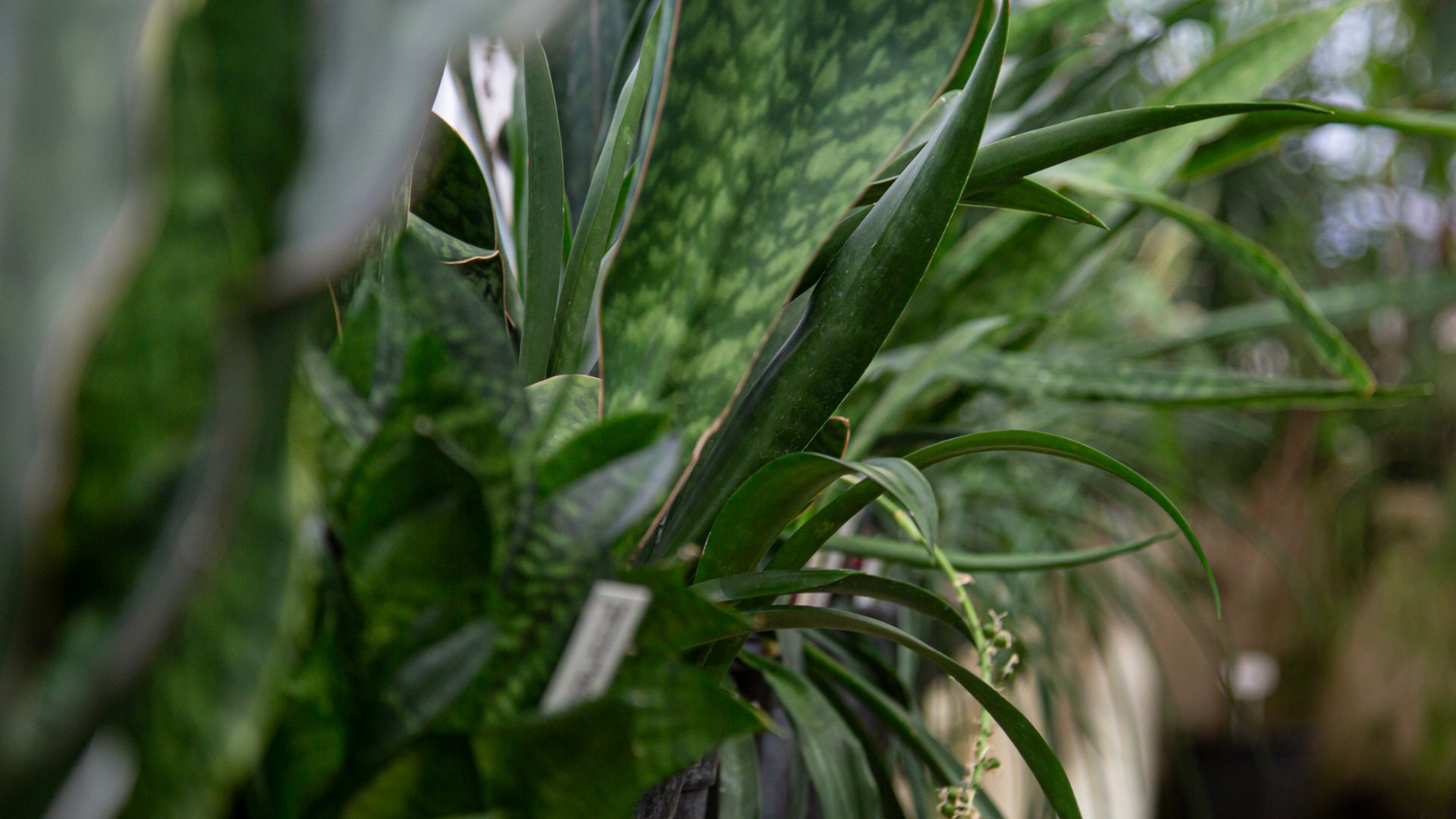 heijmans_harwil_de_jonge_andy_van_den_dobbelsteen_klimaatadaptatie_plant.jpg