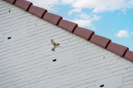 Zeewolde - Havenkwartier - biodiversiteit