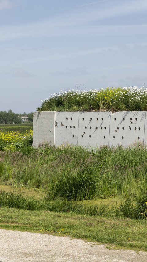 hoe_staat_het_met_westergouwe_natuur_lokwand_zwaluwen.jpg