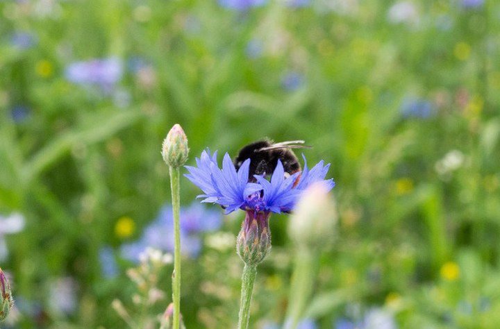 ThePollinators-Bloei-2.jpg