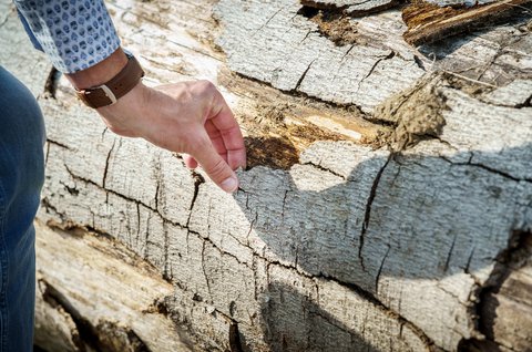 Natuur boom duurzaamheid Heijmans energie materialen ruimte.jpg