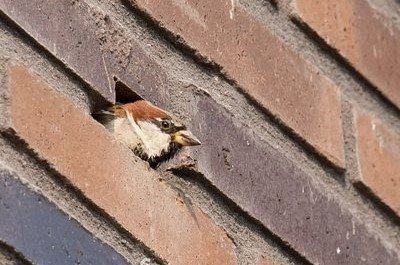 huismusman-copyright-vincent-nederpel_dsc_41_2.width-720