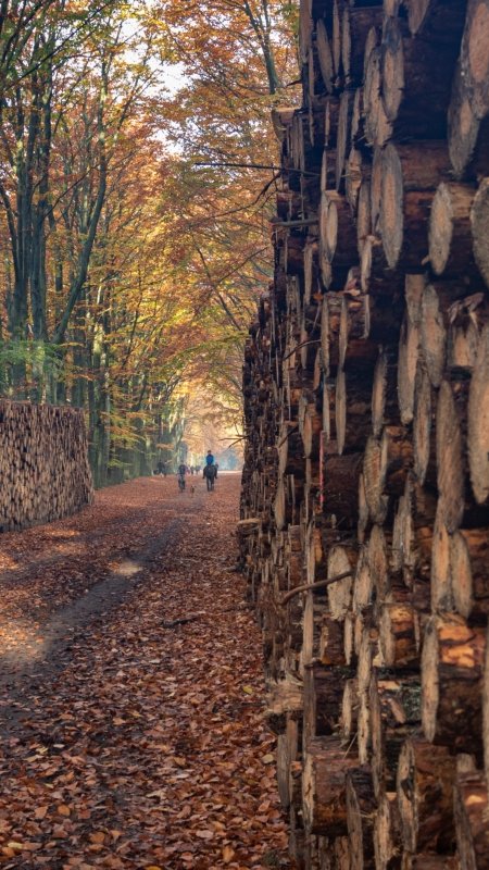 Nederlands bos in de herfst