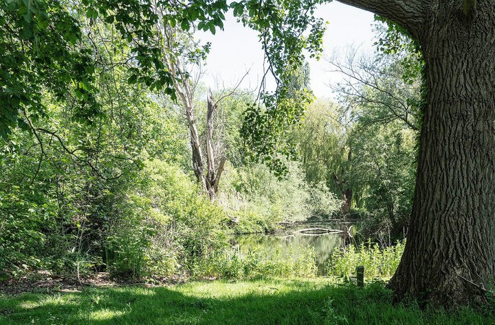 Heijmans_ParkVijfsluizen_natuurinclusief_biodiversiteit_boom.jpg Heijmans_ParkVijfsluizen_natuurinclusief_biodiversiteit_boom.jpg